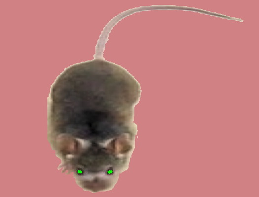 Manolos the mouse