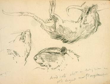 David Jones drawing : dead rats at Ploegsteert, near Ypres. Photo: The Imperial War Museum, London