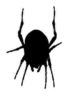 A spider