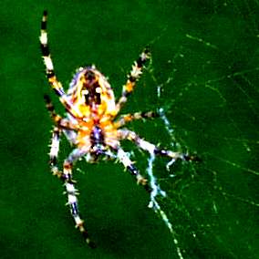 Another picture of the same spider. Photo © 2002 Keith Bramich