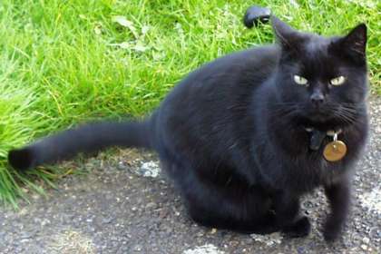 Isis the cat. Photo: Keith Bramich