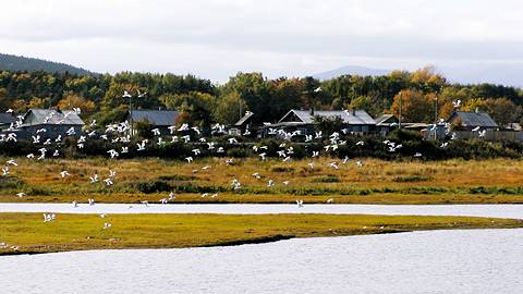 An ecological paradise: Sakhalin, beside the Sea of Okhotsk. © 2003 Howard Smith