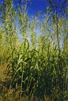 Arundo Donax