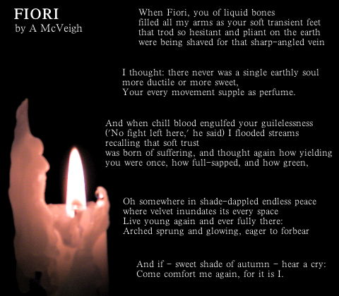 'Fiori' by A McVeigh: /
When Fiori, you of liquid bones /
filled all my arms as your soft transient feet /
that trod so hesitant and pliant on the earth /
were being shaved for that sharp-angled vein /

I thought: there never was a single earthly soul /
more ductile or more sweet, /
Your every movement supple as perfume. /

And when chill blood engulfed your guilelessness /
('No fight left here,' he said) I flooded streams /
recalling that soft trust /
was born of suffering, and thought again how yielding /
you were once, how full-sapped, and how green, /

Oh somewhere in shade-dappled endless peace /
where velvet inundates its every space /
Live young again and ever fully there: /
Arched sprung and glowing, eager to forbear /

And if -- sweet shade of autumn -- hear a cry: /
Come comfort me again, for it is I.