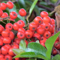 Berries